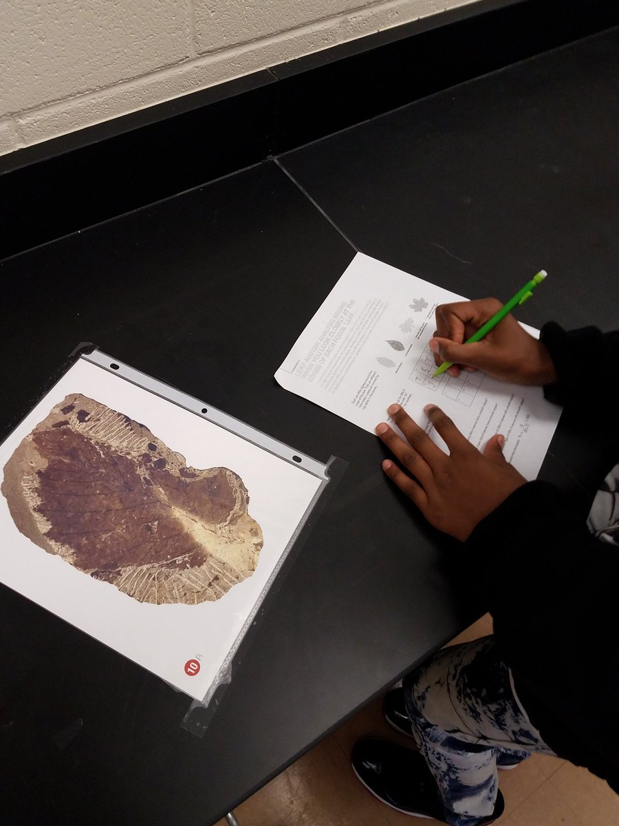 krivskyscience2's tweet image. 8.E.2 Leaf fossil Margin Analysis provides evidence of a changing Earth.
@smithsonian @WSFCS_Science