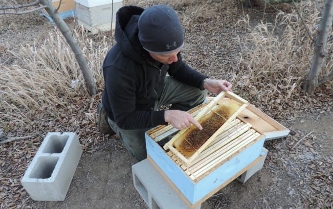 boulderweekly's tweet photo. Hive in 130-year-old trunk relocated from Westminster town center. Saving bees in trees: https://t.co/8p5uS7UNd7 https://t.co/S0Btgq5CBs