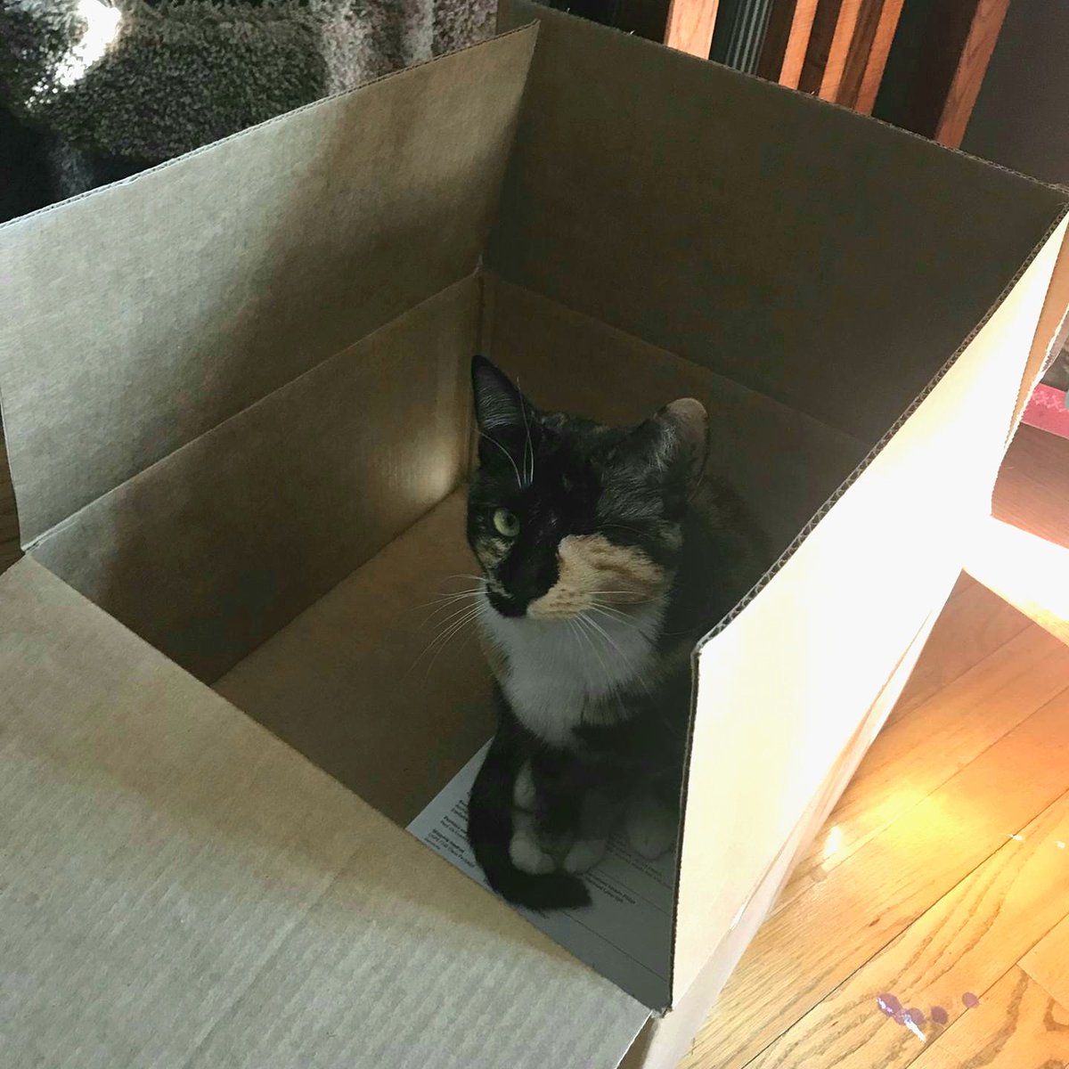 Who wants to join us for the #Fridaynightboxpawty? #cats #CatsOfTwitter #catsofinstagram #cute #beautiful #love