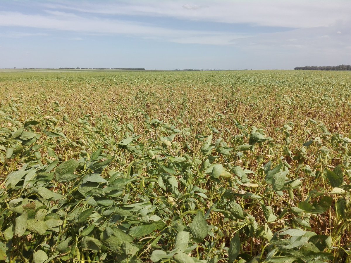 Que le costaba llover 50mm en febrero!!! 😭😭😭 #sequia #RioCuarto #0mm(cero) #Soja #LaPeorCampañaDeMiVida