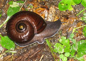 (10) You guessed it, environmentalists succeeded in stopping a plan for a safer open cast coal mine, to protect a species of giant snail. So the company went underground, killed 29 people, and walked away from NZ's potential economic boom that we need to avoid becoming Greece.
