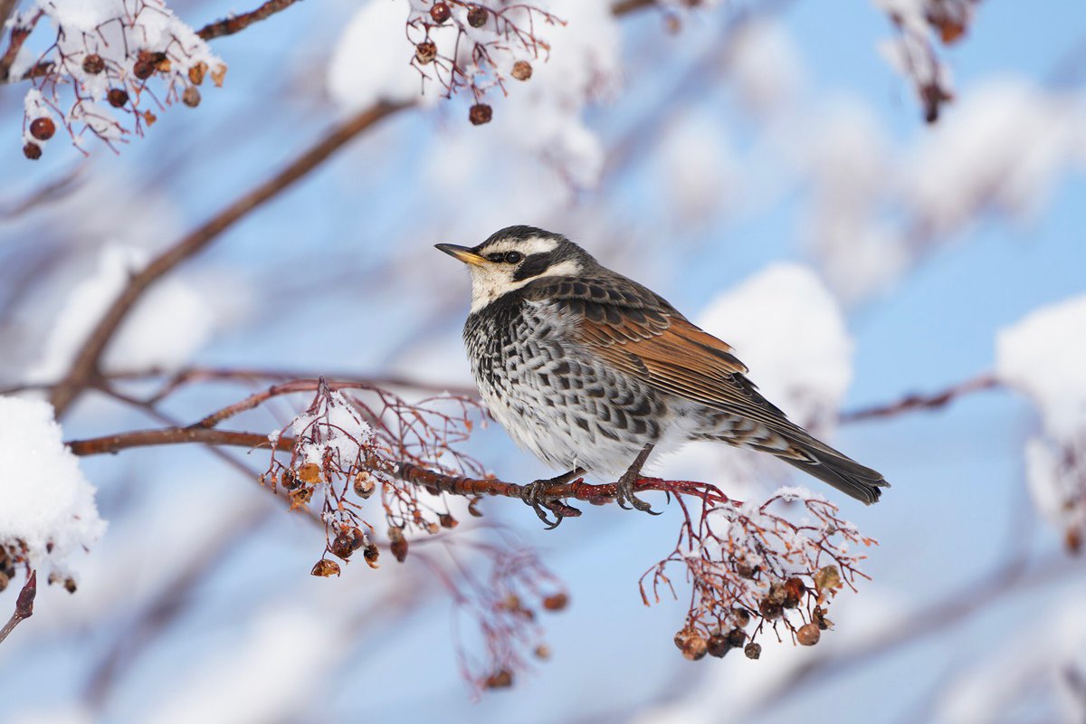 Satoru Shimizu Dusky Thrush ツグミくん Instagramでフィーチャーされる鳥 写真は背景と鳥と止まり木の色彩が綺麗なものが多いです そういうポジションを探してはいますが なかなか見つかりませんね Iso 160 400mm ƒ 5 6 1 500 0 7 Ev Sony