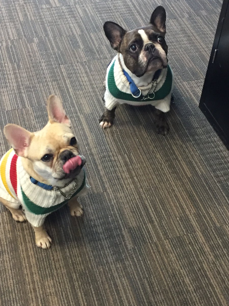SouthIslandTeam's tweet photo. Look who came into the office for a visit! It's safe to say productivity has dropped significantly! #Fridaymotivation #sweatersarebetter #dogsofvictoria #BulldogNation #Bullylove https://t.co/XaKYszz6pX
