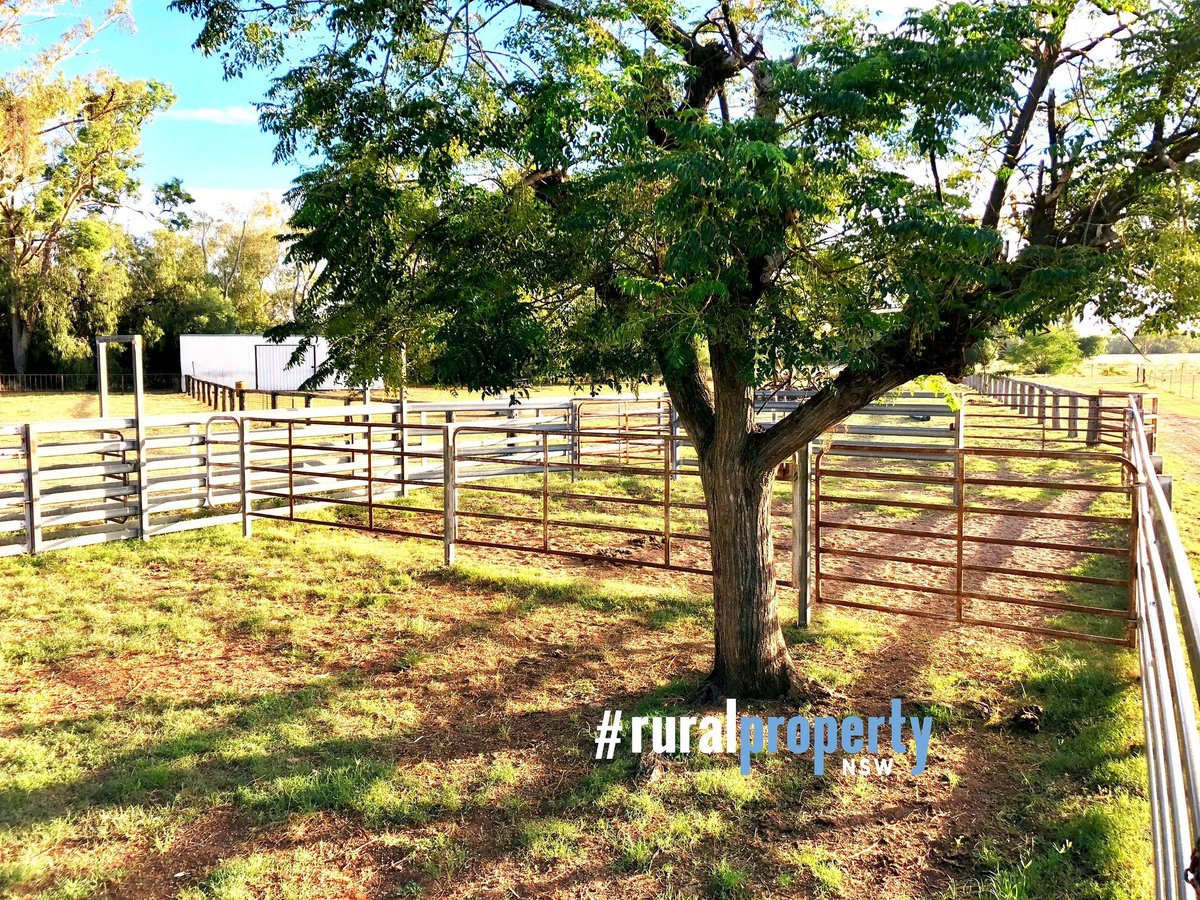 GuestML's tweet image. "Kebah", Narrabri
Approx 180ac
Auction 5th April
Website link is in our bio
Phone Michael Guest 0429 921 700 
#ruralpropertynsw #northwestnsw #narrabri #Auction