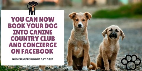CanineCCC's tweet photo. Now booking on Facebook!
https://t.co/0Hc4o1YlSs
#dogdaycare #doggiedaycare #nhcanine #nhdogs #strathamnh #dogsofnh https://t.co/O5wxqiiNyl