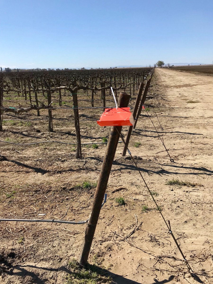 KingsAgComm's tweet image. Did you know?? - Kings County traps EGVM in grape vineyards!