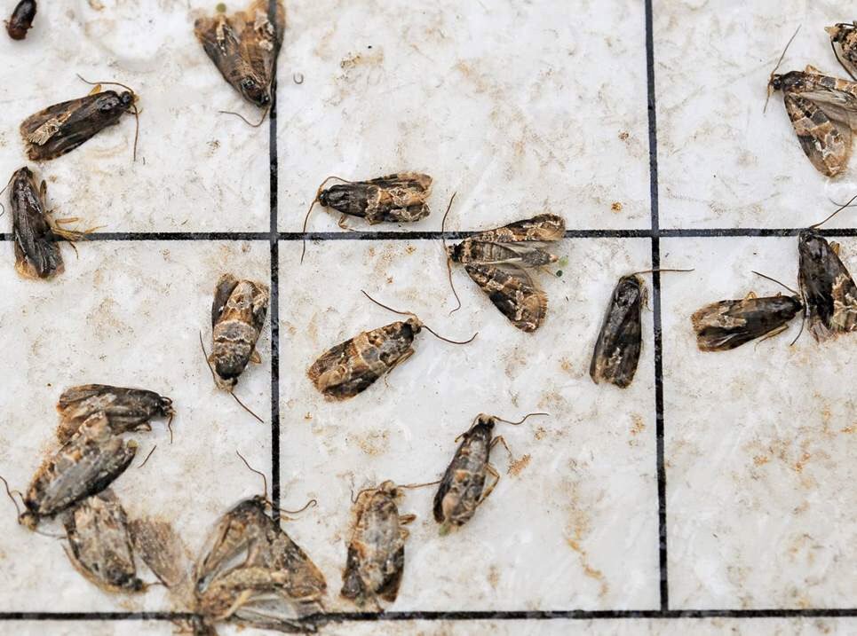 KingsAgComm's tweet image. Did you know?? - Kings County traps EGVM in grape vineyards!