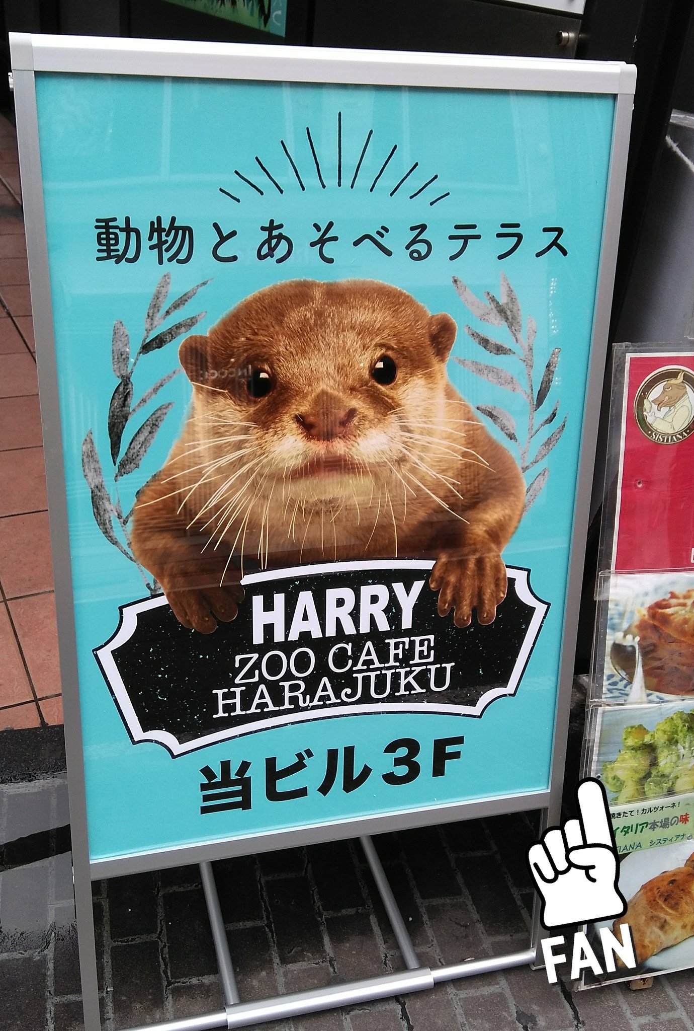 カワウソカフェ Harry原宿テラス店 看板がピカピカつやつやに新しくなりました このあざやかなカラーの看板が当店の目印です 当日のご予約はお電話にて承っております Web予約以外にもお席ございますのでお気軽にどうぞ カワウソ
