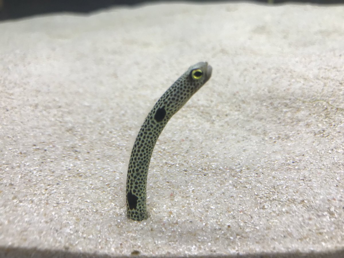 黄昏のギョジン 黄昏のギョジン