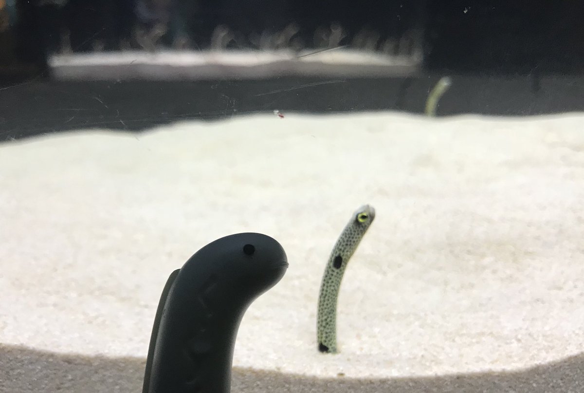 黄昏のギョジン 黄昏のギョジン