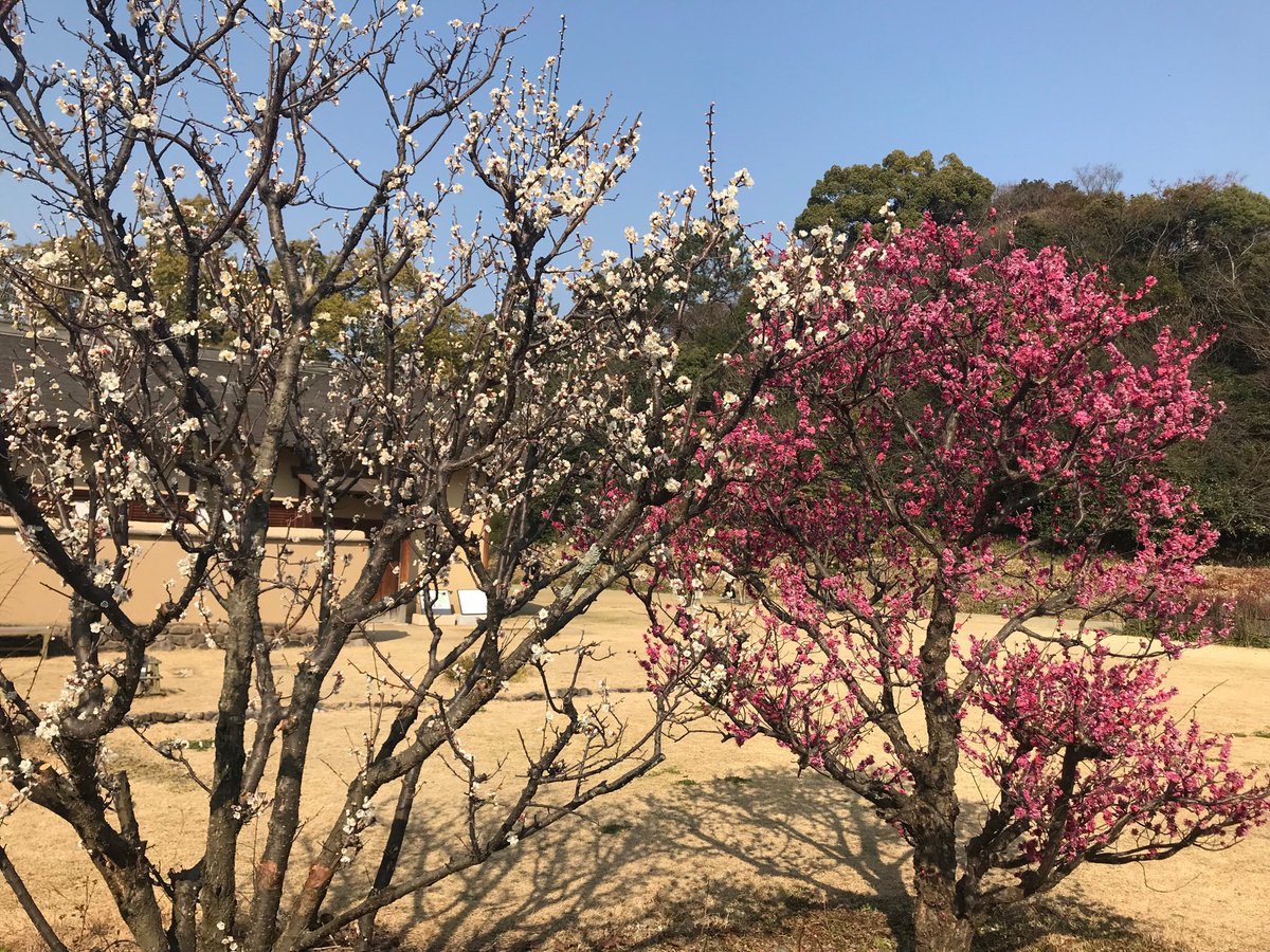 get764's tweet photo. It’s very warm at 14 degree in Matsuyama today. #dougo https://t.co/1zH7leXfcx