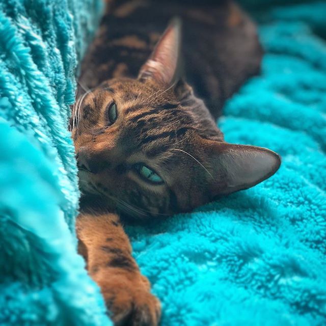 NeelixtheBengal's tweet image. Just snuggled up in my favorite spot on my favorite blankie! #blue #binkie #fuzzyblanket .
.
.
#bengal #cat #bengalcat #bengals #cats #kitty #kittycat #bengalcats #bengalcatsoninstagram #bengalcatsofinstagram #catsofinstagram #crazycat #marbledbengal #si… ift.tt/2CG2GKJ