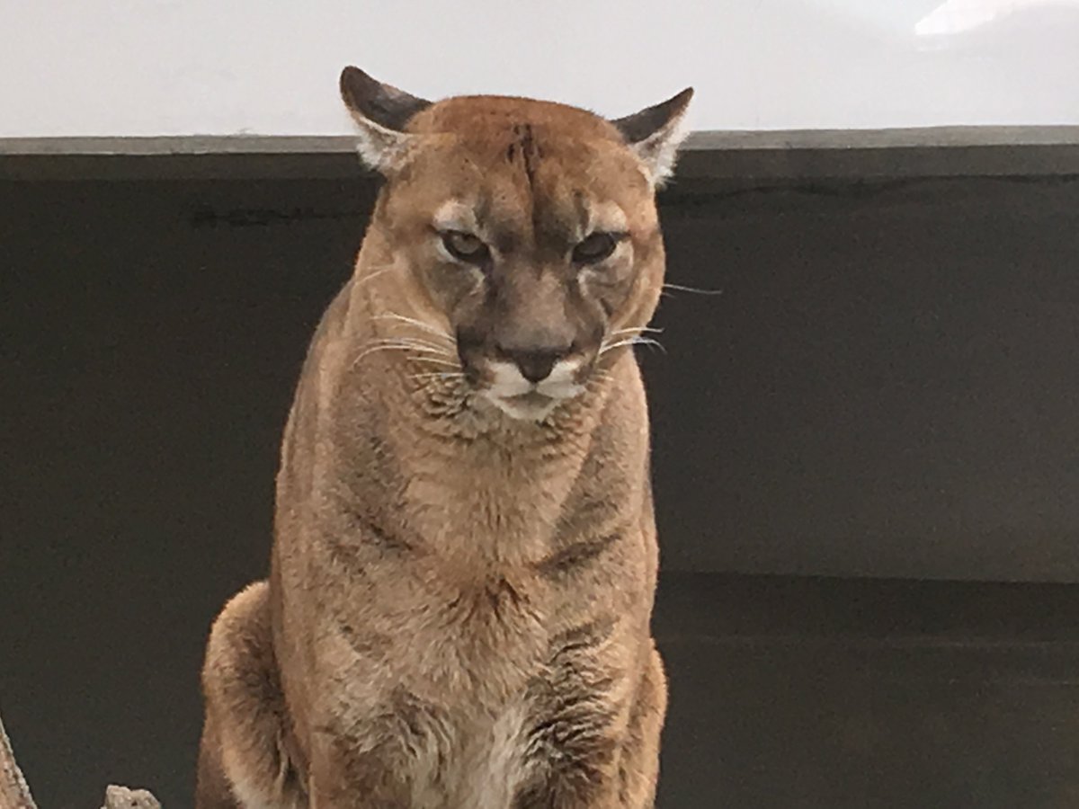 福山市立動物園 公式 園長ツイート ピューマ ビンカーン君 膀胱炎だったのでしょうか 投薬で尿はきれいになったようでとりあえず安心 ビンカーン君とマロンちゃんの見分け方 鼻が黒いのがビンカーン ピンクがマロンだね そだね 福山