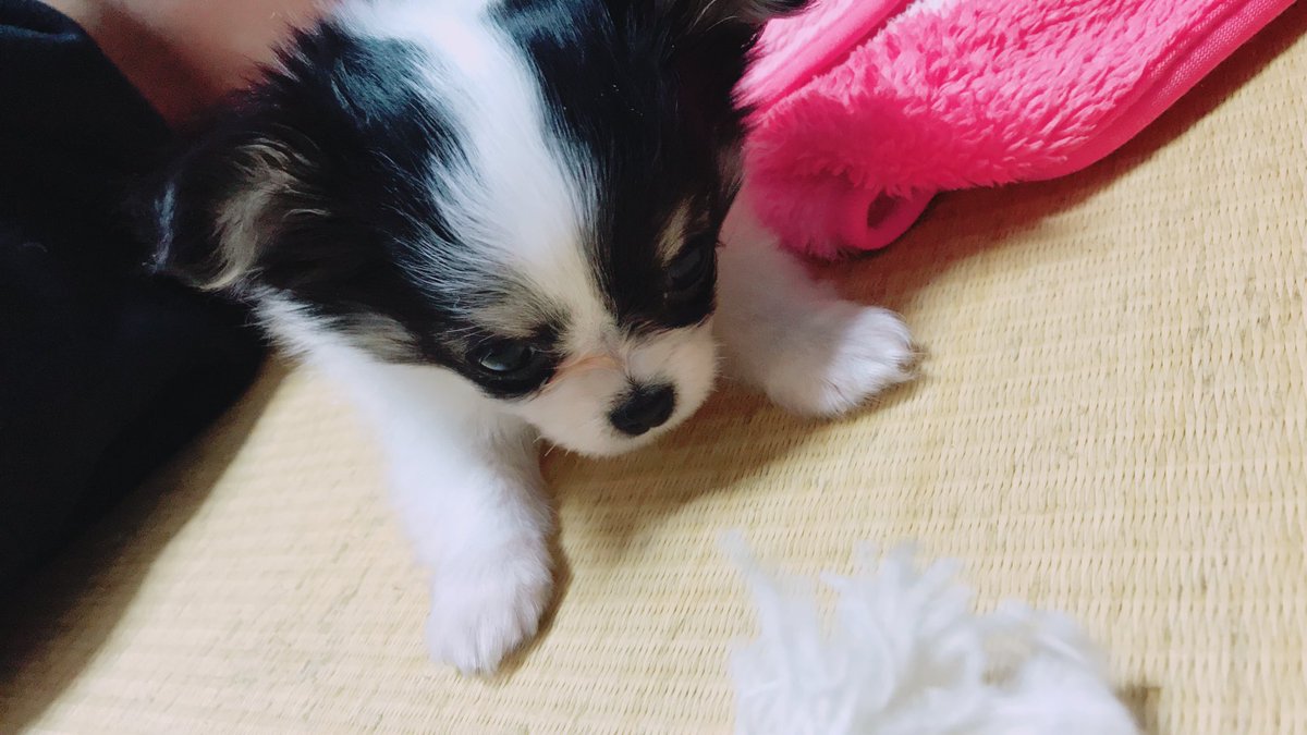 新しい3番目のワンコがきましたーー！ほんとにかわいいんですよ❤️チワワ(タッフィー)の旦那さんとしてきました♪♪
またちょこちょこ顔出します😆