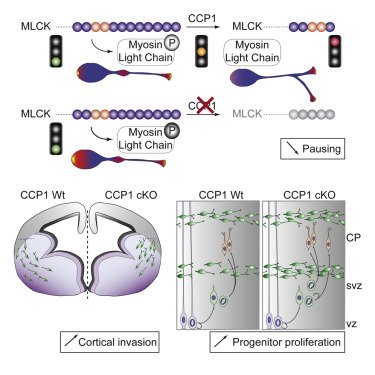 CellCellPress's tweet image. The “stop and go” movement of individual migrating #cortical #interneurons is critical for ensuring a proper rate of cortical invasion for the entire population.
Free article: cell.com/cell/abstract/…