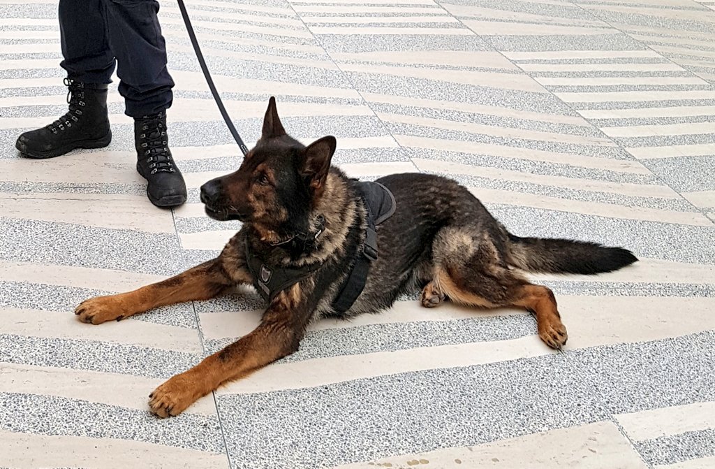 CityHallSchool's tweet photo. .@FatherLeoGECSD Gr 1/2s thrilled to meet @EPSCanine's #PSDJagger. https://t.co/rJHaysC4Le