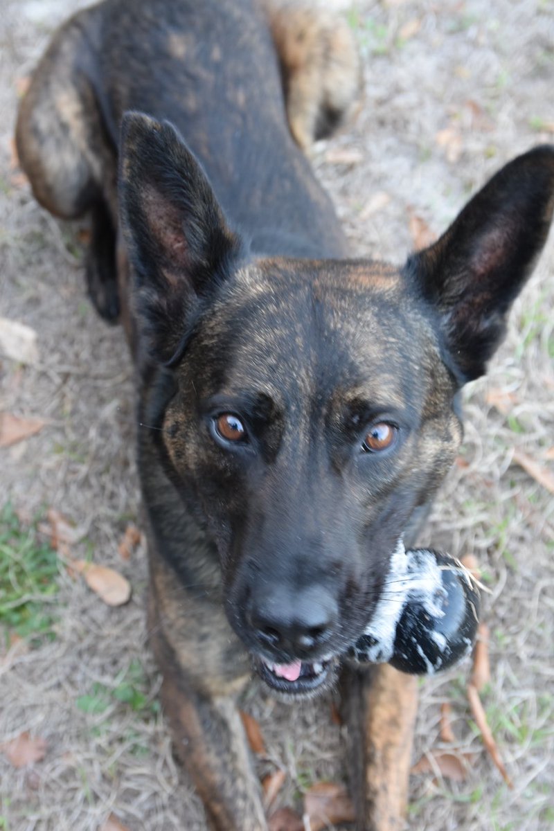 RCSD's tweet image. And just like that, all the tickets are gone for tonight!! K9 Denzel says that surprise was almost as good as his kong toy!! Keep up with us for your next chance at tickets!! Our deputies have lots in store for all our loving fans!! #LivePD #SlobberCentral