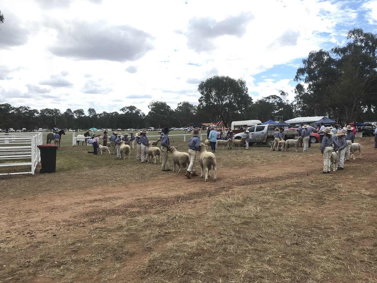 GuestML's tweet image. Great day out at #binnawayshow. Nice to see a traditional show continuing 🌟