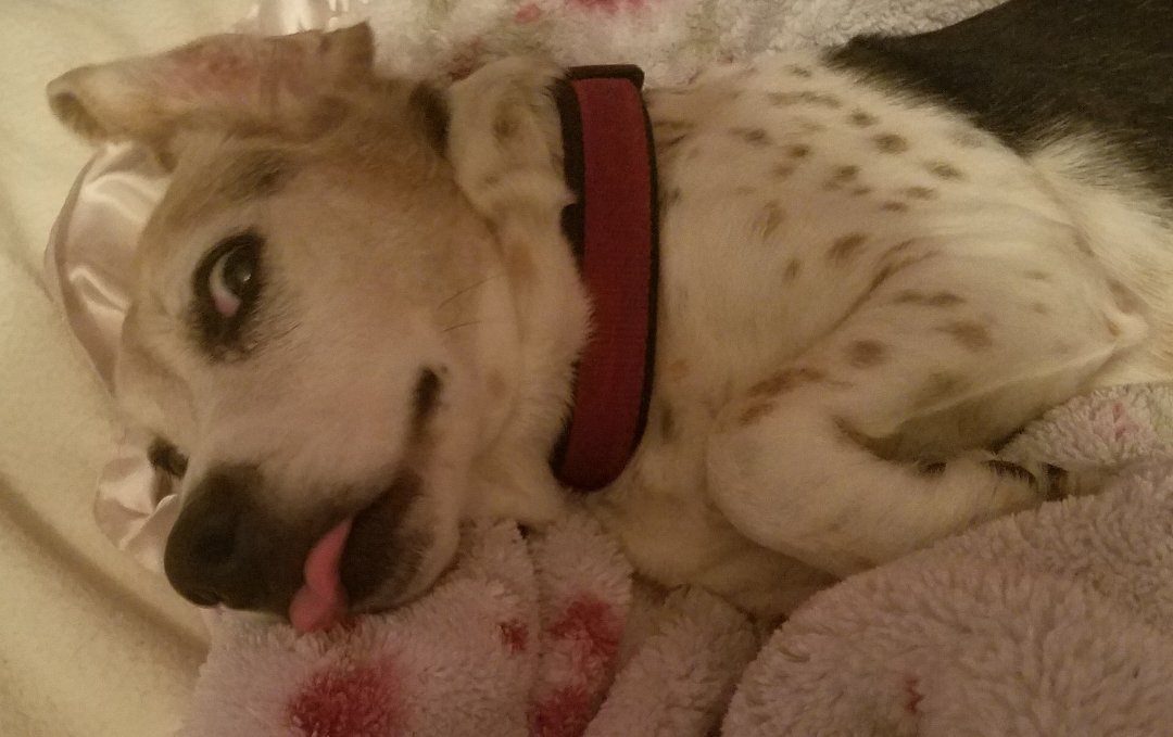 _KristaMarie's tweet photo. My animals are just so natural. https://t.co/D6dQWNcU3L