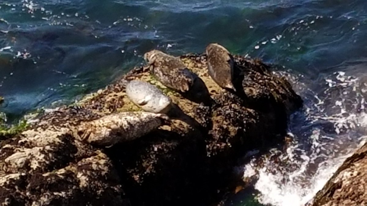 t_jh2009's tweet photo. Earlier today I ventured over to #PointLobos #StateReserve south of #Carmel #California where I was able to see four #HarborSeals sunning themselves on the rocks. https://t.co/ocsEIE5iAl