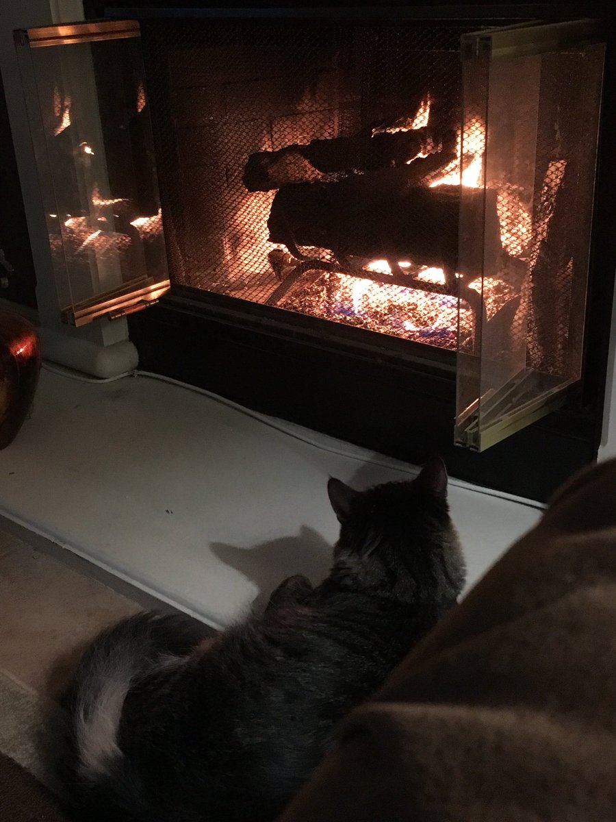GinnyHarman's tweet photo. But seriously...it’s gonna be cold tonight..so take care of your furry-family! 🐾😻#KeepingThemWarm #AdoptAPet https://t.co/UStVWHiC2Q