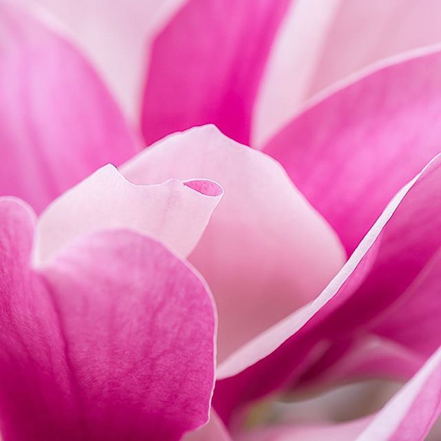 Beautiful pink curves. #Magnolia #Soulangeana #pink #pinkmagnolia #flowerabstract #flowermagic #flowermacro #macro #macroflowers #flowercloseup #beautifulblooms #beautifulflowers #springflowers #springmagnolia #magnoliasoulangeana #closeupmagic #closeup … ift.tt/2Cgmk3U