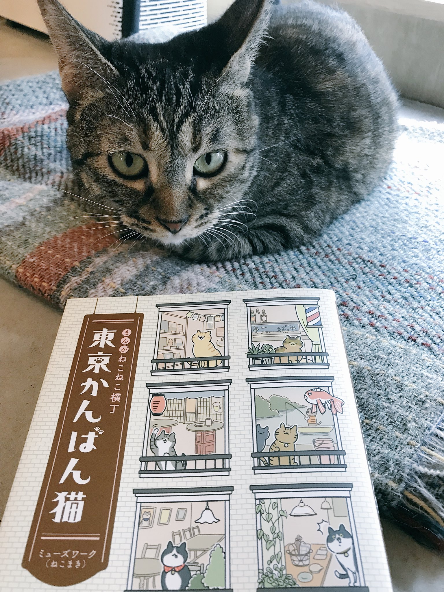 キャッツミャウブックス 東京かんばん猫 みたいな本に載っけてもらえるようニンゲンにガンバってほしい 気持ちよく晴れた土曜日 今日も2時から10時まで開いてます キャッツミャウブックス 東京かんばん猫 みたいな本に載っけてもらえるようニンゲンにガンバってほしい 気持ちよく晴れた土曜日 今日も2時から10時まで開いてます