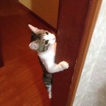 柱を見れば猫の成長がわかっちゃう？!ｗ必死に上る猫を毎日支え続けた柱ｗ