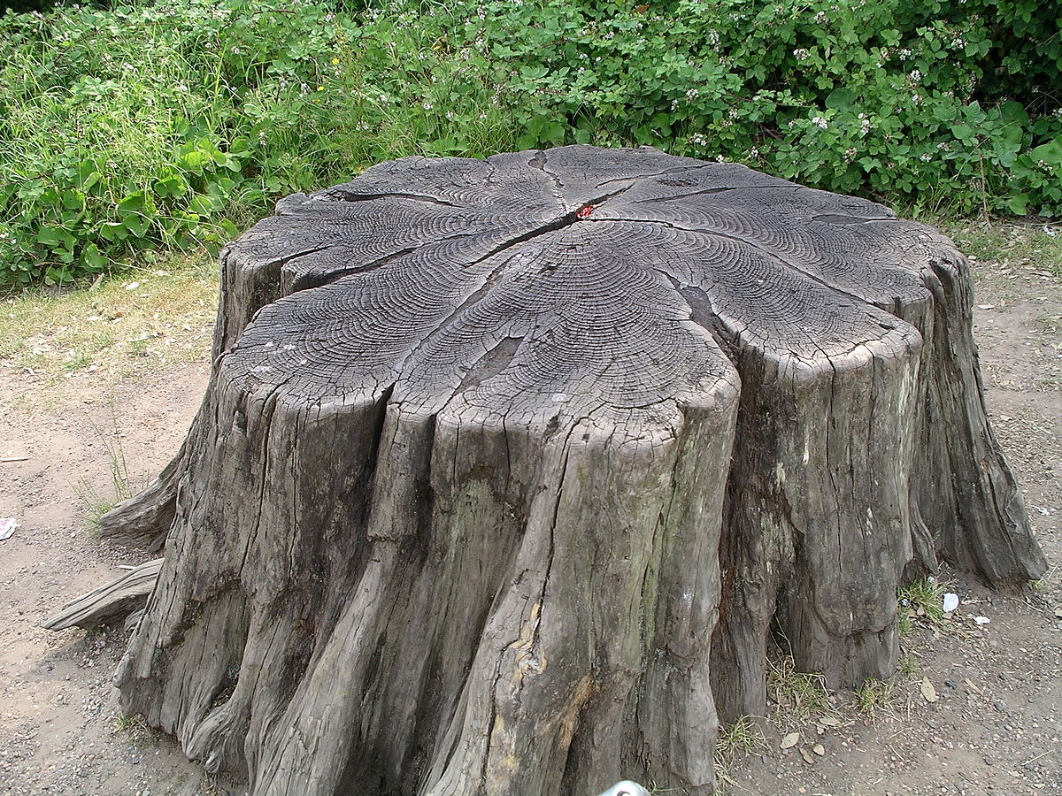 NSWTreeManageme's tweet photo. Professional Tree Stump Removal Services in Sydney
Get in touch with us for professional and safe #tree_stump_removal in #Sydney. Call us now at: 1800 679 8733 or send us an email: info@nswtreemanagement.com.au.
https://t.co/MZXj1gCYqC https://t.co/MeUKnCD5qW