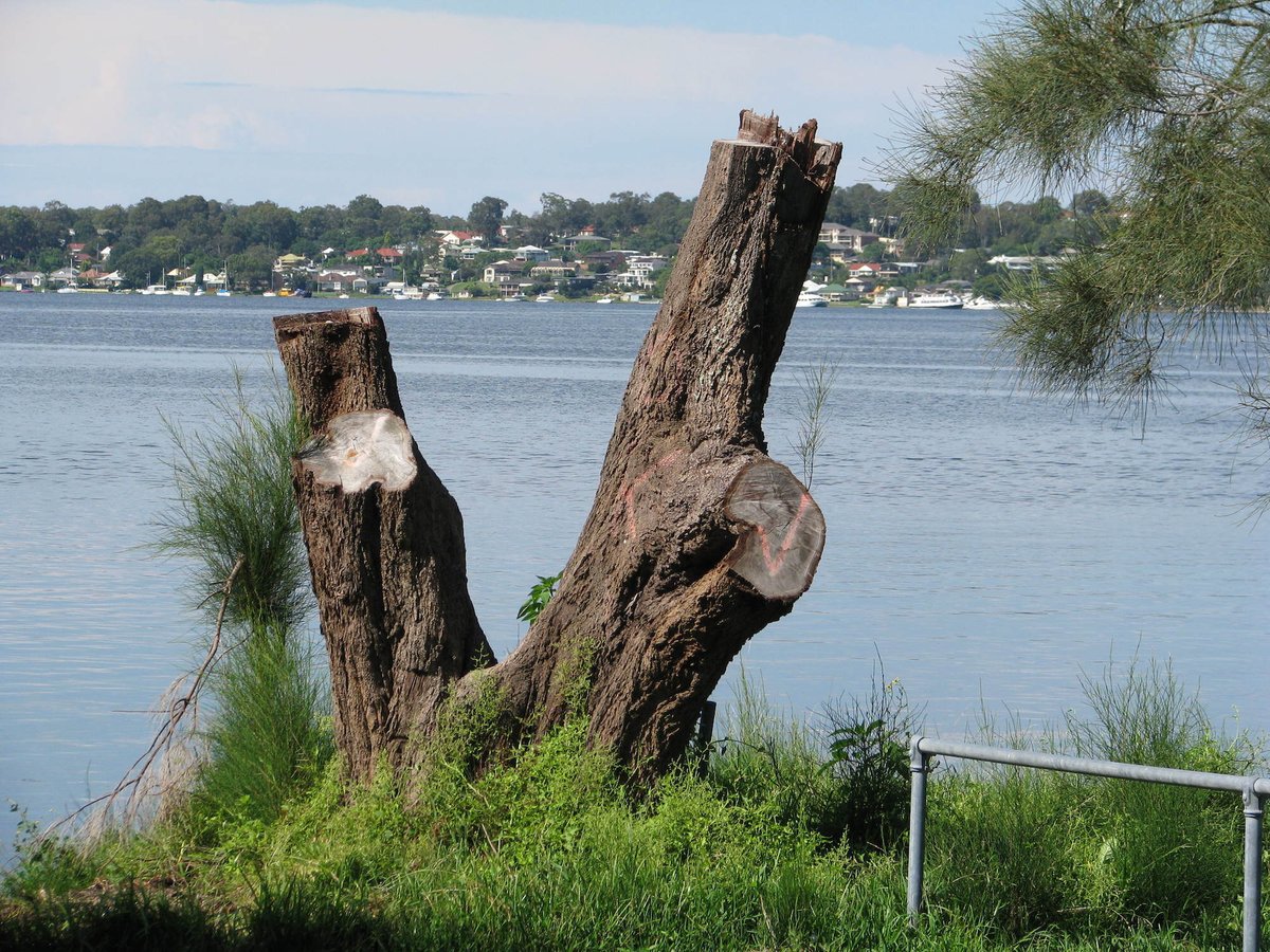 NSWTreeManageme's tweet photo. #Tree and #Stump #Grinding Services in Sydney
When you are in need of professional #tree_stump_grinding_services in #Sydney, @NSWTreeManageme is your ultimate solution. Call us at: 1800 679 8733. https://t.co/57ZHS85EGE