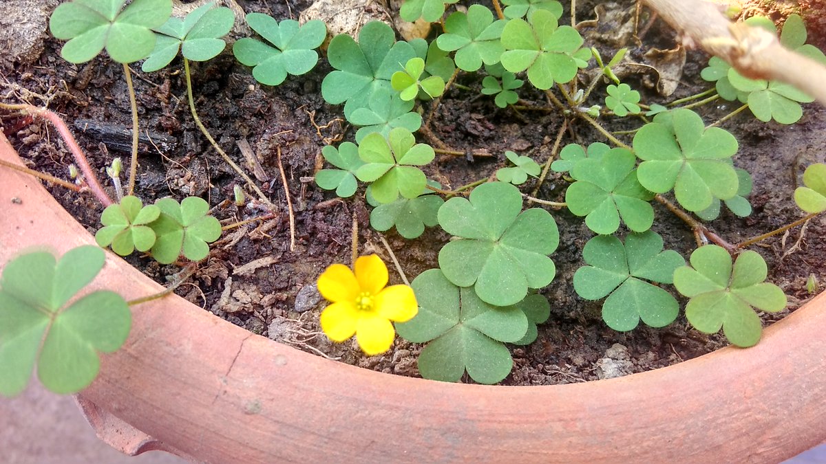 sharroness's tweet image. Will be gone before you even know it #springindelhi