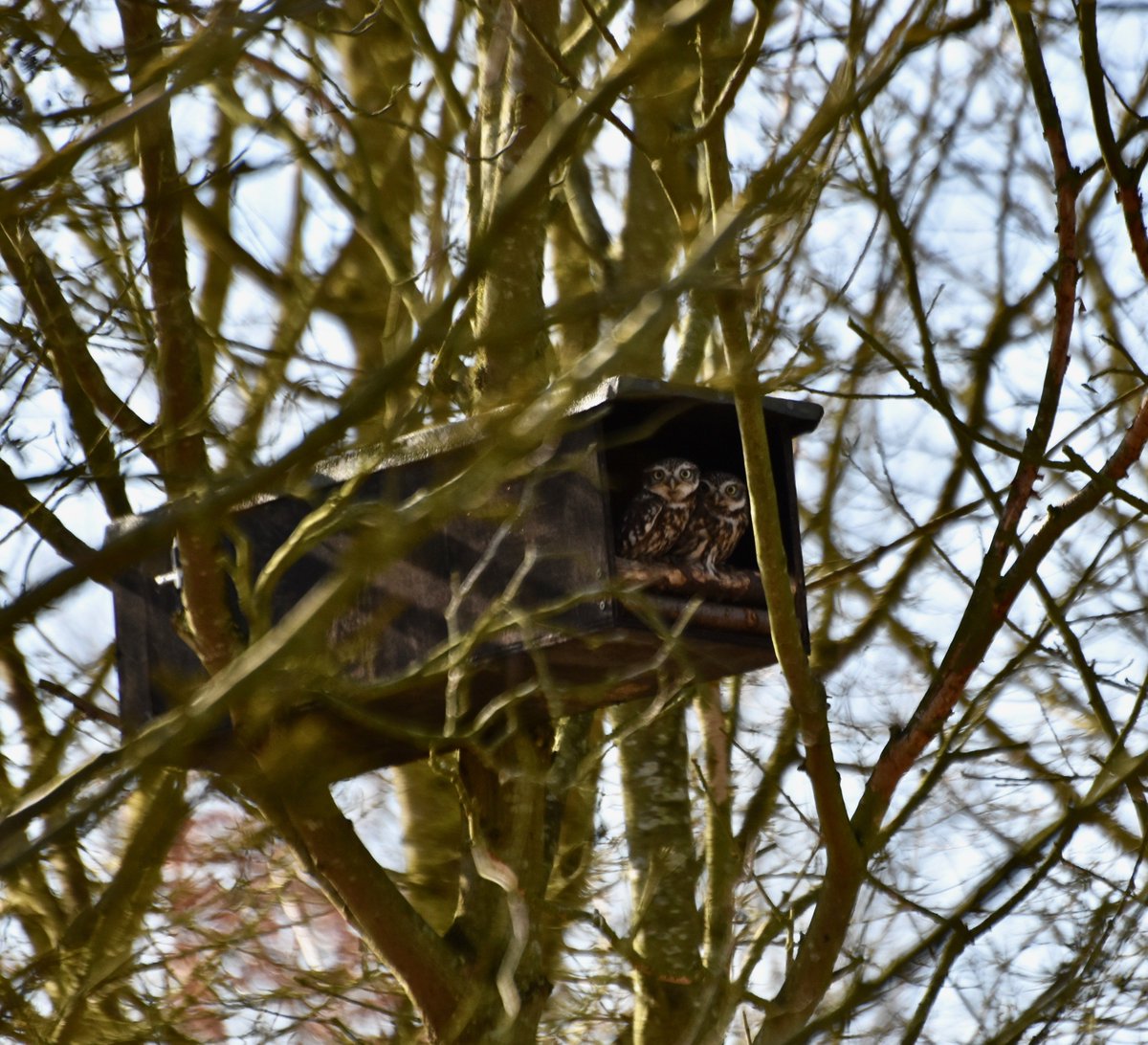 countrymousie's tweet photo. My boy has at last found his Cherry #EdandCherry #suffolk @suffolkowls #littleowls #NaturePhotography #loveisintheair #SaturdayMotivation #cute @wildlife_uk https://t.co/56fXeBhp5t