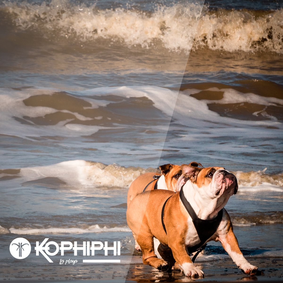 KOPHIPHILAPLAYA's tweet photo. Recorda que podes venir a visitarnos con tu #amiguit@ 🐶 siempre que quieras!
Somos #PetFriendly 🤗🙌 En #KoPhiPhi lo amamos 😍 tanto como vos 👇 https://t.co/33Dv10M81S