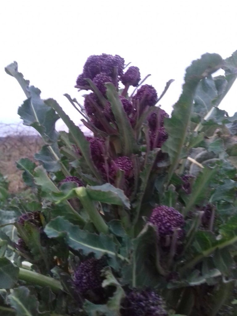 Baltic in the #hillsofdonegal  harvesting kale and purple sprouting broccoli #BeastFromTheEast on its way