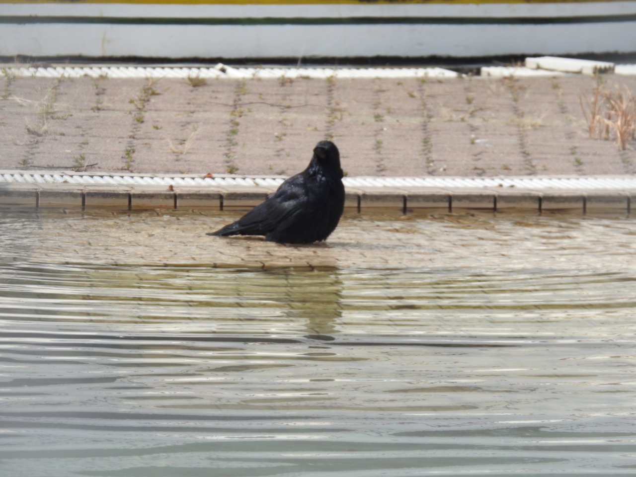 みちばぁさん 時々呟く 暖かだったせいかカラスが公園のプールで行水してました そこへセグロセキレイがカラスの行水を見物してました 於大公園 烏の行水 T Co Bfosy3qw4s Twitter