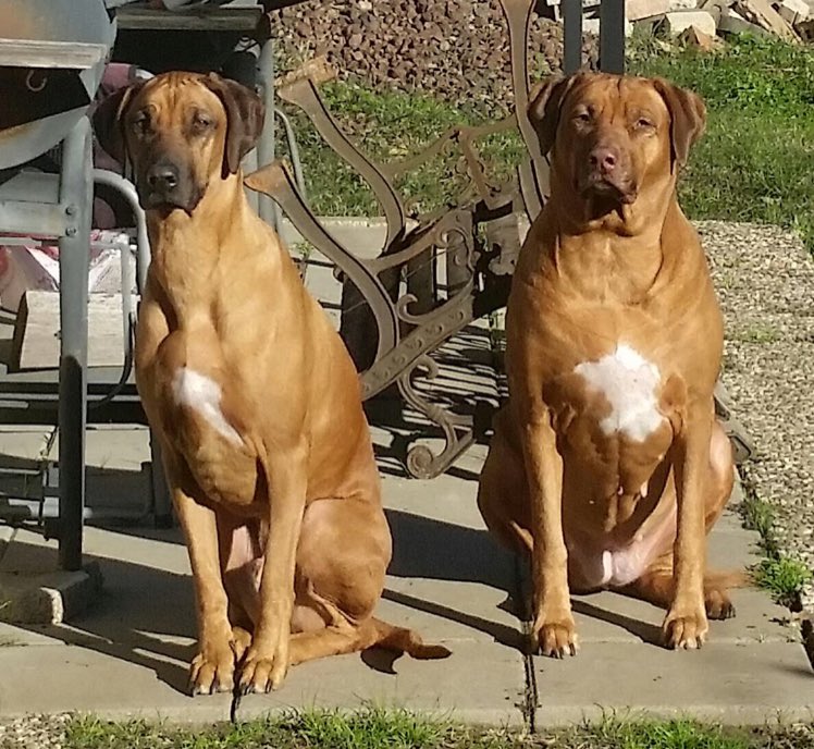 Remington451911's tweet photo. @Ridgebacks_ https://t.co/3ag6PjIVwY