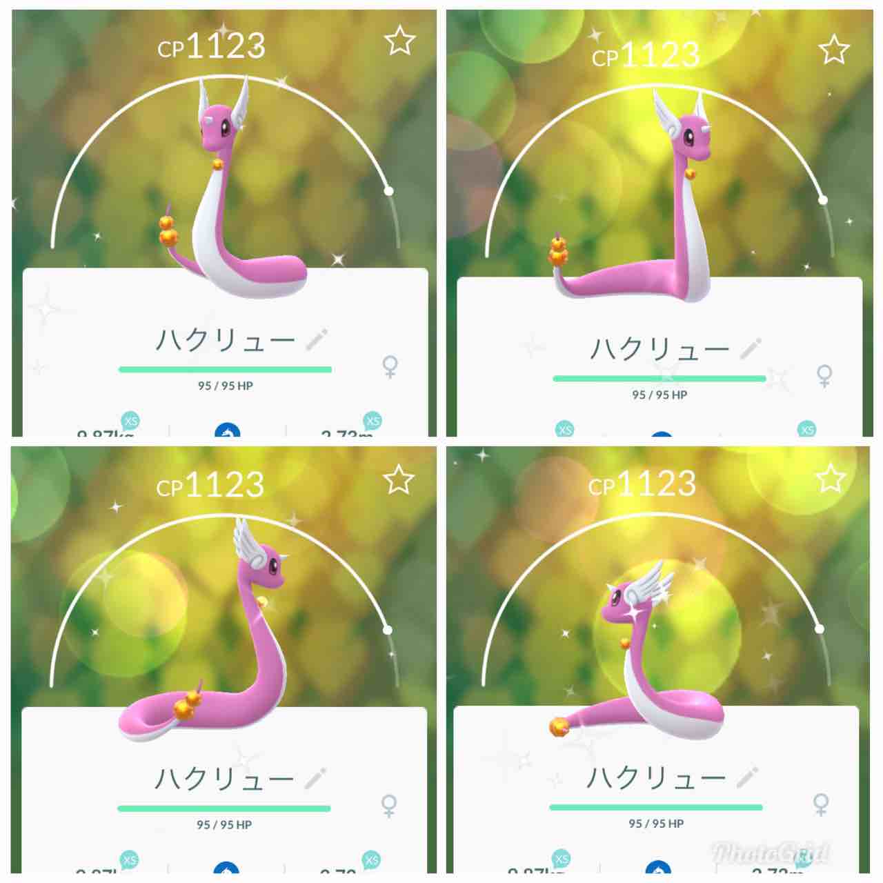もちチーズのりまき 色違いミニリュウ 進化させたら ピンクのハクリュウになりました 首元としっぽの球体がゴールドでゴージャス可愛い ポケモンgo コミュニティデイ 色違いポケモン 色違いハクリュウ T Co Vsatmajyz8