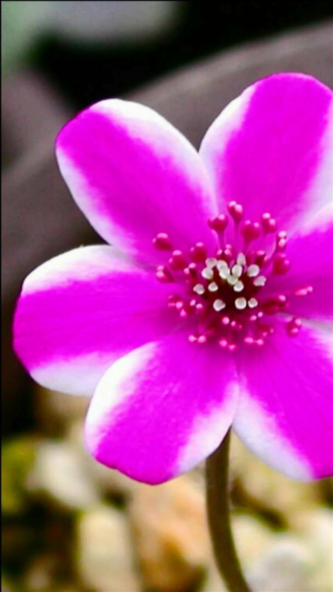 Sadao Kuzume 去年がら携帯の不具合が続いてる 携帯を変えたのに 学名 Hepatica Nobilis 英名 Hepatica Liverwort Liverleaf 科 属 キンポウゲ科ミスミソウ属 別名 ユキワリソウ スハマソウ 和名 ミスミソウ 雪割草 花言葉 自信 はにかみ屋