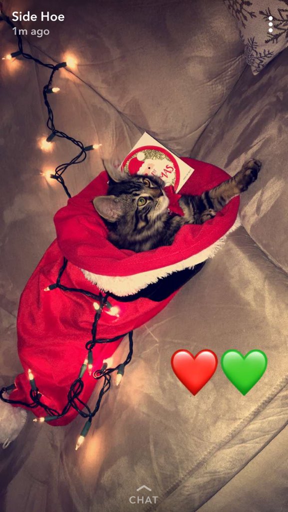 Kailey Gottschalk tweet media