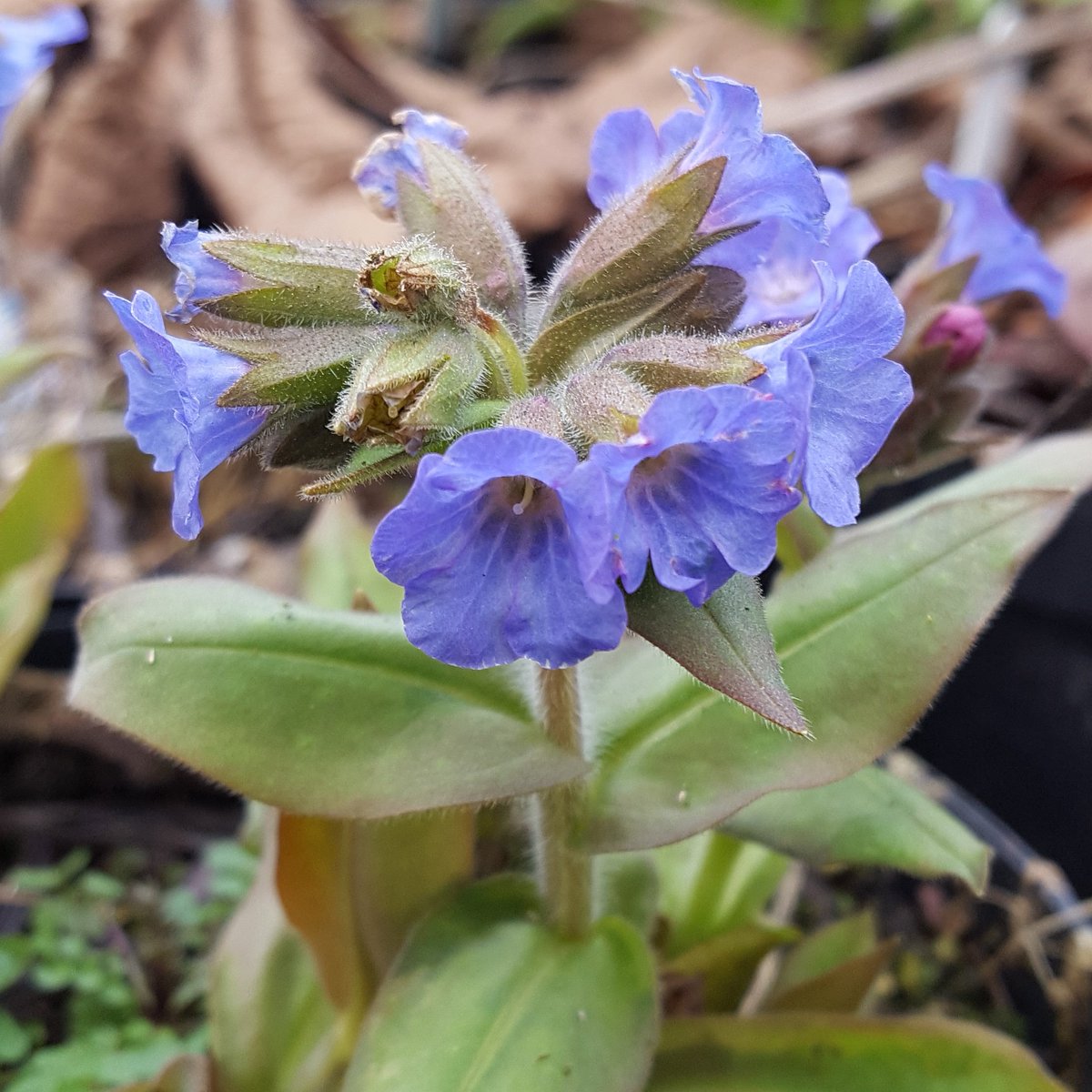 A change from the #snowdrops - Pulmonaria Cally Seedling. 
#pulmonaria #lungwort #shadeplants #woodlandflowers