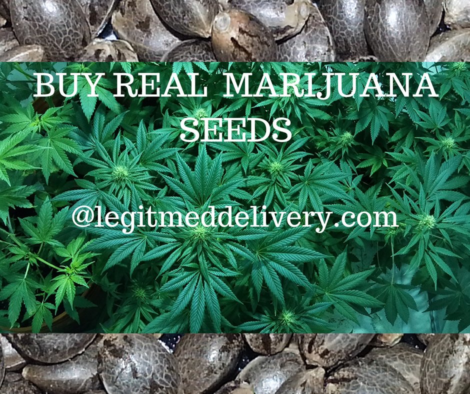 powerofweed92's tweet photo. BUY HIGH QUALITY CANNABIS SEEDS. 100% LEGAL, STEALTH SHIPPING AND SECURE PURCHASING.
For more info please inbox me. 
#frost #big #bud #thc #huge #cola #growcannabis #growweed #marihuana #cannabis #hierba #herbe #pflanze #pflanzen #blunted #cannabiscommunity #maryjane #sexystoners https://t.co/e099RpzM6A