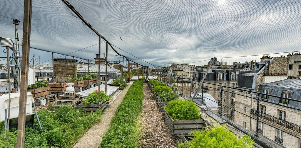 Nebru's tweet image. Toits potagers en ville, ce n’est pas que pour faire joli theconversation.com/toits-potagers…