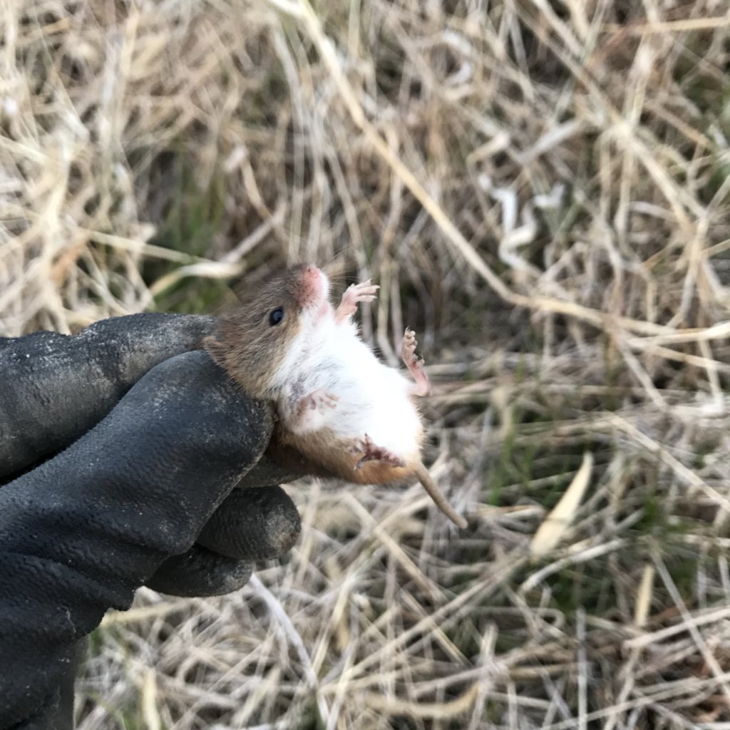 畑を耕していたらそれは小さなカヤネズミが出てきてこんにちは ひゃああ可愛い こんなのいるんだ Togetter