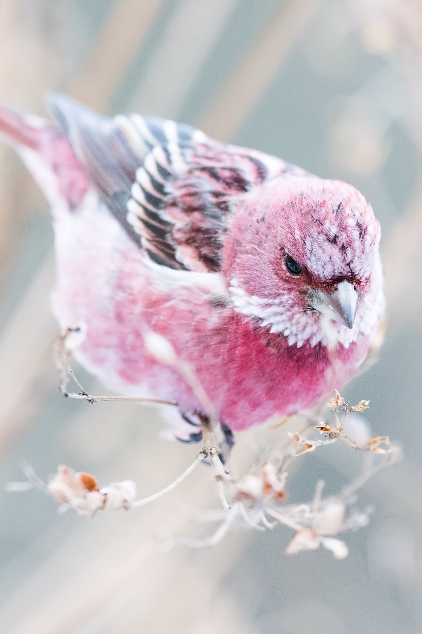 ピンクの鳥 ピンクの鳥」 by 長井雅也｜Artmeter｜暮らしを彩るアートが