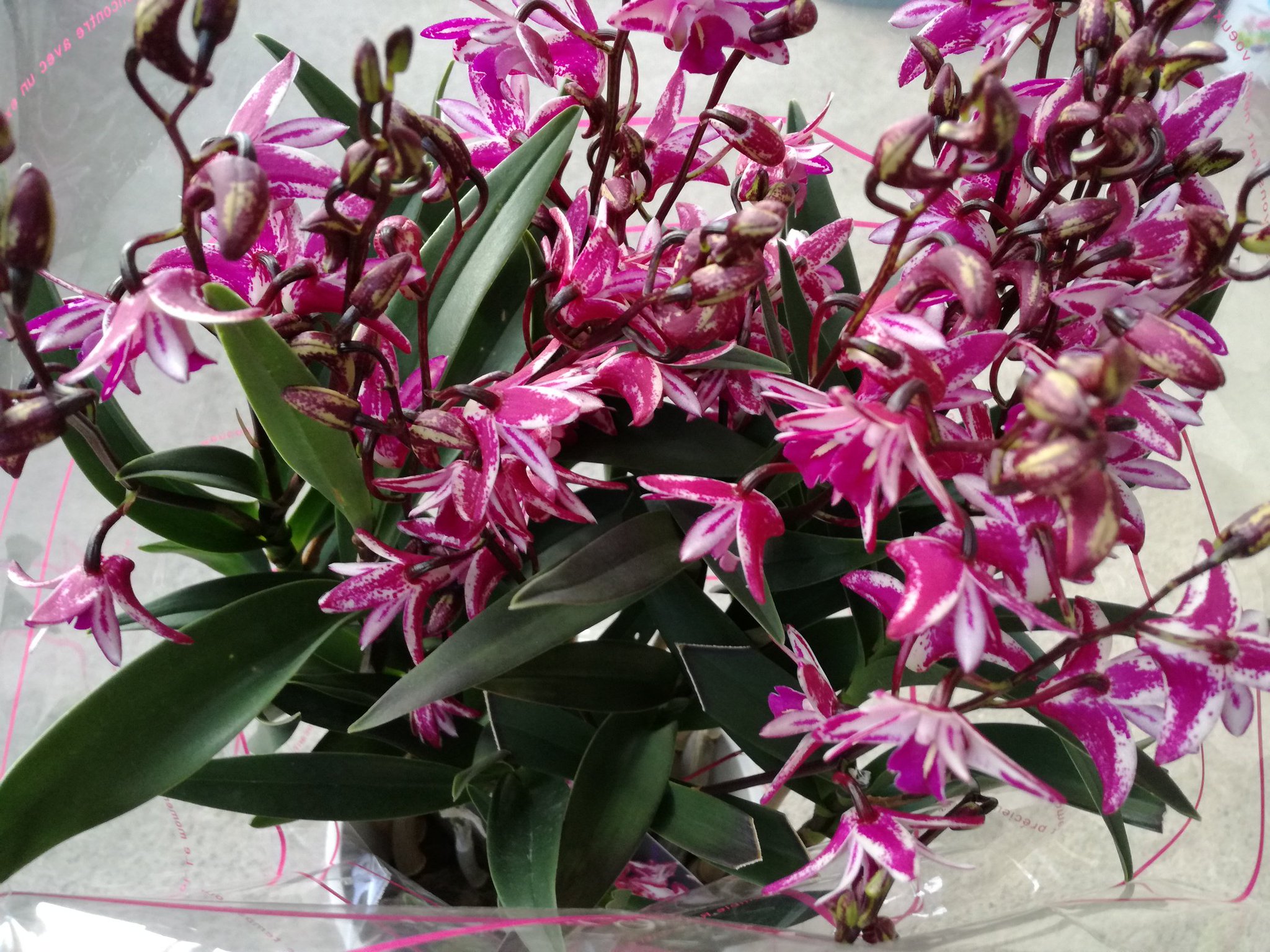 なすの星空 على تويتر デンドロビウム キンギアナム レッドスプラッシュ この花色のキンギアナム 前から欲しいなぁと思ってたんだけど 今回は特に花が綺麗に見えたので買ってみた 育て方でだいぶ花姿が違ってくるからねー なすの星空 على تويتر デンドロビウム キンギアナム レッドスプラッシュ この花色のキンギアナム 前から欲しいなぁと思ってたんだけど 今回は特に花が綺麗に見えたので買ってみた 育て方でだいぶ花姿が違ってくるからねー