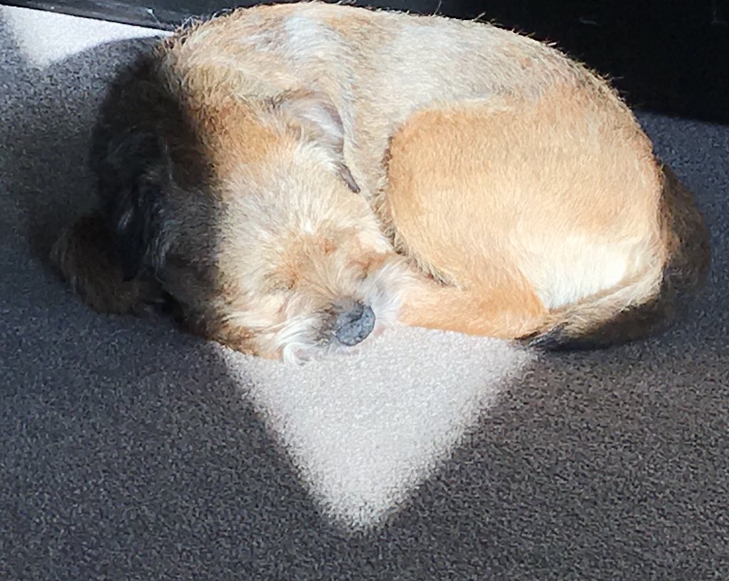 LimeOscar's tweet photo. @MrSebBT Ello me pal! *peers cross country*. Bizzy weeks at coal face at moment 😔. But iz ok pal, da sun is shining, so iz gettin in some #SaturdayMorning #sunpuddling snoozes in me #sliceofsunshine fore me walk!  How’s you Mr S? https://t.co/diuf25sIA8