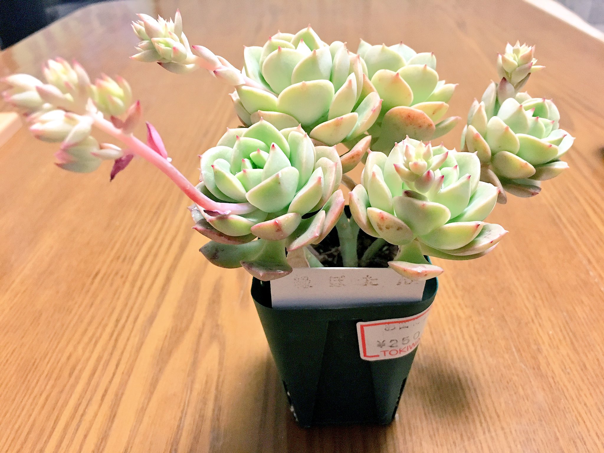 ろふぃる 植物 今日は茨城県小美玉市にあるトキワ園芸花木センターへ 流石に広くて いろんな種類の植物がありました 多肉も 値段の割にボリュームあるものが多いイメージ 元気そうだからつい買ってしまった緑ぼたんと 前から欲しかった子宝草なり