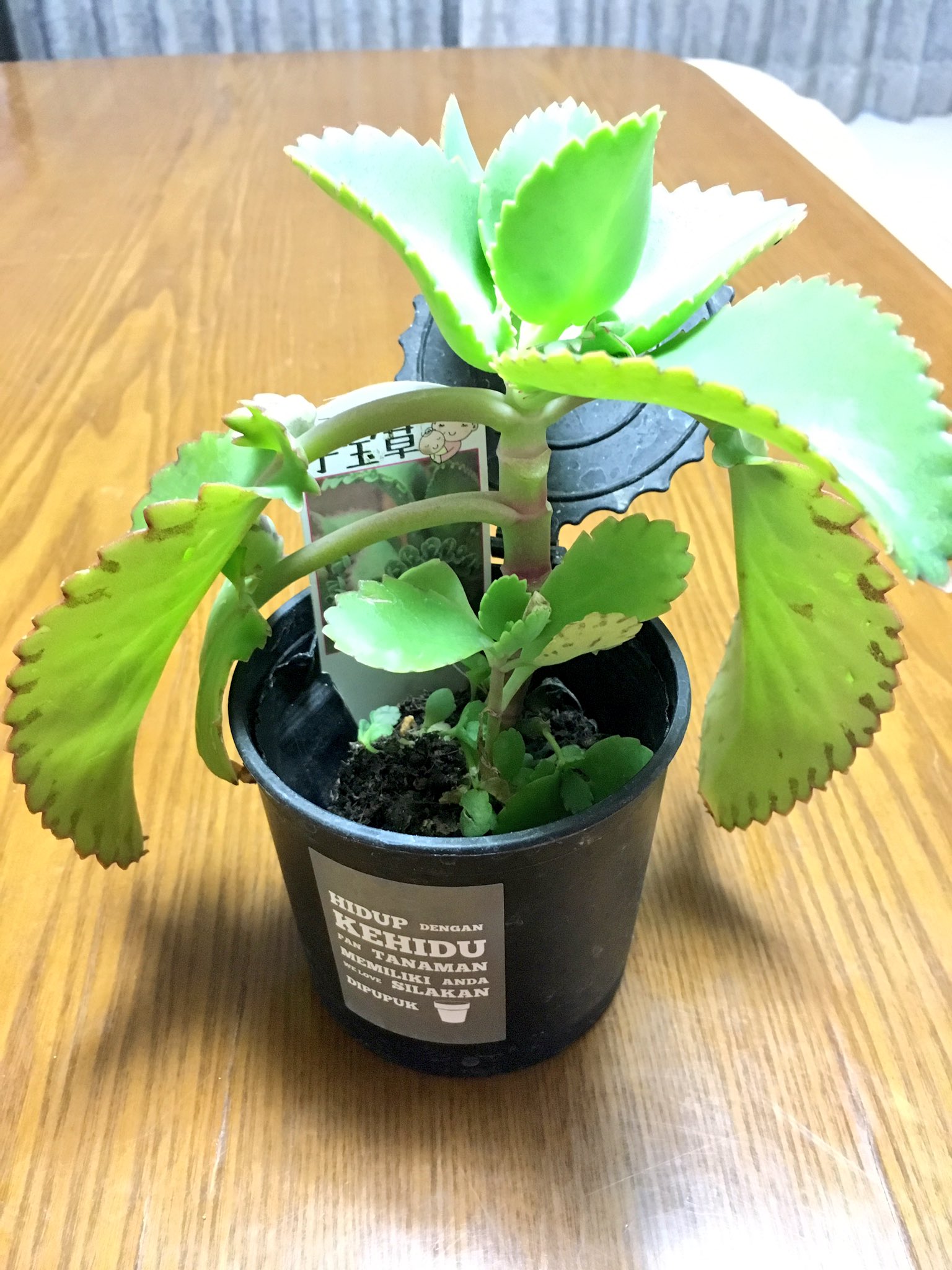 ろふぃる 植物 今日は茨城県小美玉市にあるトキワ園芸花木センターへ 流石に広くて いろんな種類の植物がありました 多肉も 値段の割にボリュームあるものが多いイメージ 元気そうだからつい買ってしまった緑ぼたんと 前から欲しかった子宝草なり