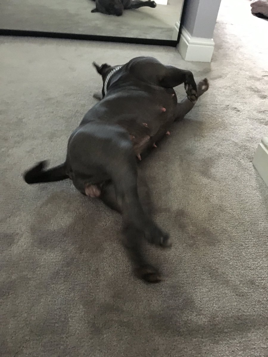 BlueStaffieRoxy's tweet photo. My daily morning exercise in mum and dad’s bedroom. 🐶❤️
#StaffordshireBullTerrier 
#exercise 
#Staffie
#DogsofTwitter
@dogcelebration 
@SoppyStaffiesUK 
@Staffie_Lovers https://t.co/uIbVdjD12J