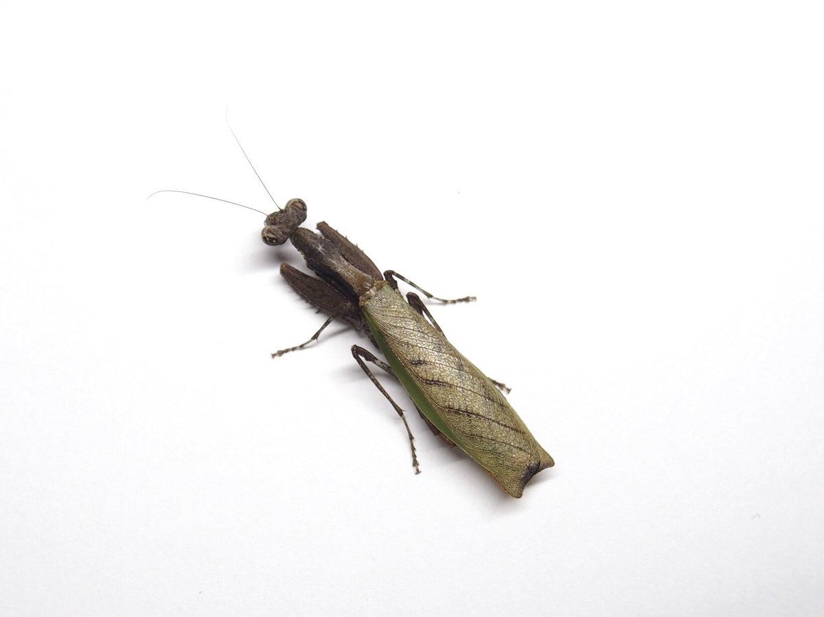 M_religiosa's tweet image. サツマヒメカマキリ♀
Acromantis satumensis
微妙に緑がかった前翅の色が素晴らしい。本当にいい色になった…
警戒心が強く、なかなか伏せの擬態姿勢を崩さない。かわいい
#Mantodea
#日本のカマキリ